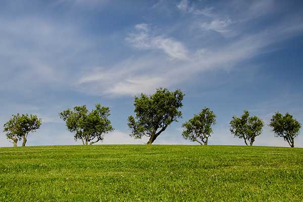 colline arbres